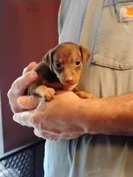 Pearl, a female Miniature Pinscher for sale in Hudson Falls, NY – 1 of 1