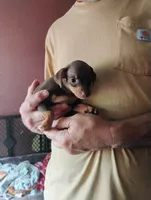 Rocco, a male Miniature Pinscher for sale in Hudson Falls, NY – 1 of 3