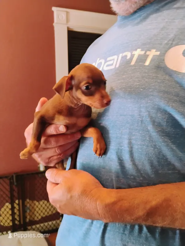 Rocco – Miniature Pinscher puppy for sale in Hudson Falls, NY
