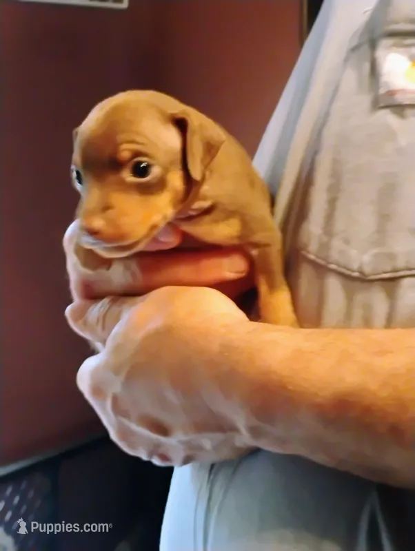 Flo – Miniature Pinscher puppy for sale in Hudson Falls, NY
