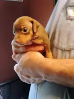 Flo, a female Miniature Pinscher for sale in Hudson Falls, NY – 1 of 1