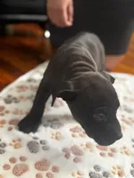 Zoro, a male American Pit Bull Terrier for sale in Parkville, MD – 5 of 8