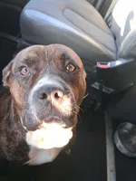 Kuma  , a male American Pit Bull Terrier for sale in Parkville, MD – 6 of 8