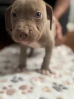 Kuma  , a male American Pit Bull Terrier for sale in Parkville, MD – 2 of 8