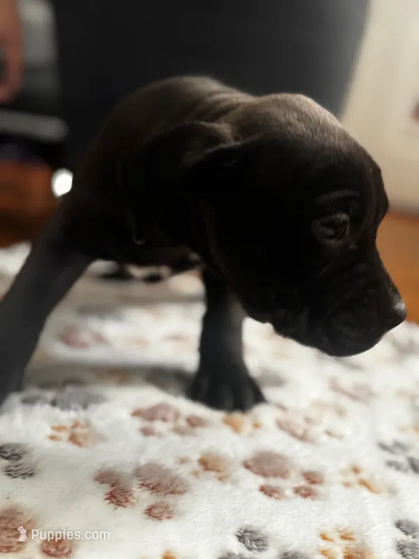 Zoro – American Pit Bull Terrier puppy for sale in Parkville, MD