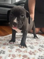 Kuma  , a male American Pit Bull Terrier for sale in Parkville, MD – 4 of 8