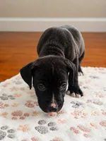 Sanji, a male American Pit Bull Terrier for sale in Parkville, MD – 2 of 10