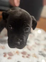 Zoro, a male American Pit Bull Terrier for sale in Parkville, MD – 2 of 8