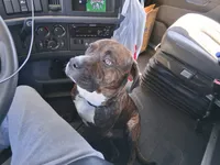 Kuma  , a male American Pit Bull Terrier for sale in Parkville, MD – 7 of 8
