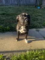 Zoro, a male American Pit Bull Terrier for sale in Parkville, MD – 8 of 8