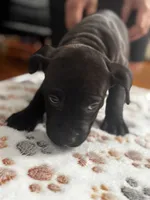 Zoro, a male American Pit Bull Terrier for sale in Parkville, MD – 4 of 8