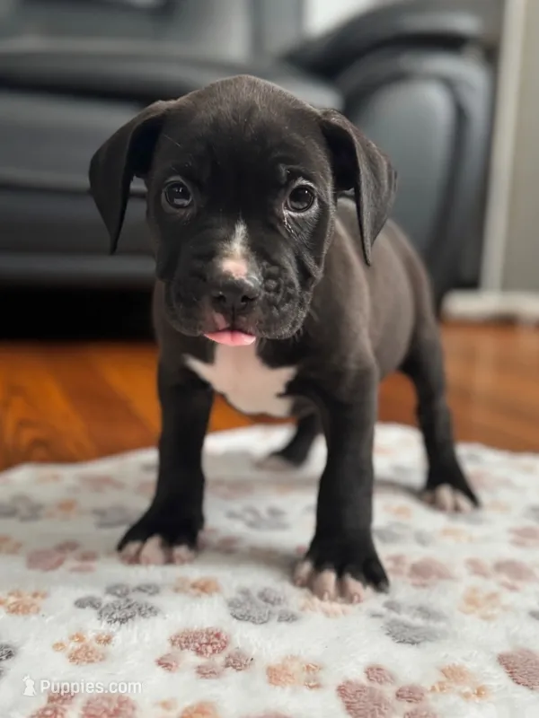 Sanji – American Pit Bull Terrier puppy for sale in Parkville, MD