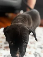 Sanji, a male American Pit Bull Terrier for sale in Parkville, MD – 7 of 10