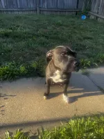 Zoro, a male American Pit Bull Terrier for sale in Parkville, MD – 3 of 8