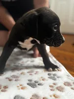 Sanji, a male American Pit Bull Terrier for sale in Parkville, MD – 5 of 10