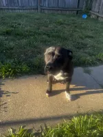 Kuma  , a male American Pit Bull Terrier for sale in Parkville, MD – 8 of 8
