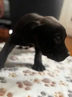 Kuma  , a male American Pit Bull Terrier for sale in Parkville, MD – 5 of 8