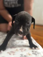 Sanji, a male American Pit Bull Terrier for sale in Parkville, MD – 4 of 10