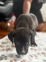 Kuma  , a male American Pit Bull Terrier for sale in Parkville, MD – 3 of 8