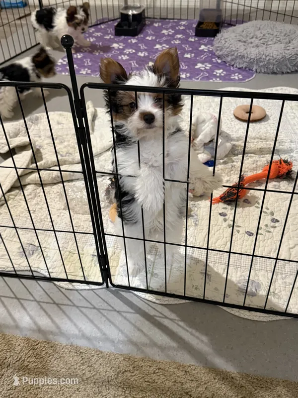 AKC  Jack – Biewer puppy for sale in Temecula, CA