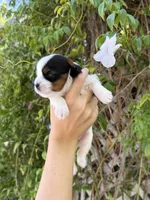 AKC Puppy- Jusmine, a female Biewer for sale in Temecula, CA – 5 of 6