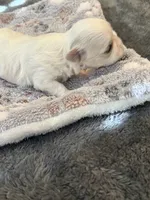 Larry, a male Maltese for sale in Temecula, CA – 3 of 6