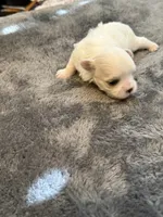 Larry, a male Maltese for sale in Temecula, CA – 4 of 6