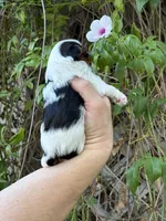 AKC Puppy - Kaly, a female Biewer for sale in Temecula, CA – 5 of 5