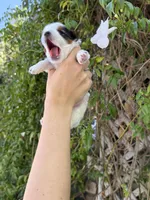 AKC Puppy- Jack, a male Biewer for sale in Temecula, CA – 2 of 6