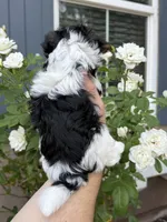 AKC Tiny Kris, a male Biewer for sale in Temecula, CA – 2 of 5