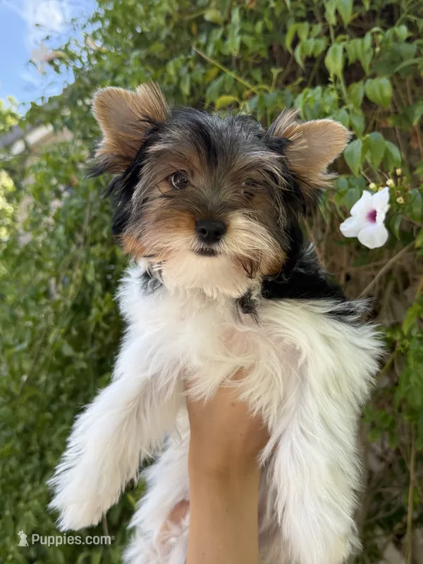 AKC Puppy- IZZY – Biewer puppy for sale in Temecula, CA