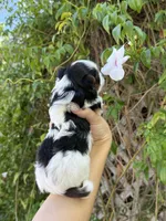 AKC Puppy- Jack, a male Biewer for sale in Temecula, CA – 3 of 6