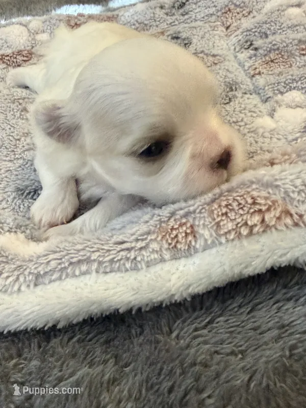 Larry – Maltese puppy for sale in Temecula, CA