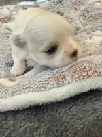 Larry, a male Maltese for sale in Temecula, CA – 1 of 6