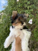 AKC Puppy- IZZY, a female Biewer for sale in Temecula, CA – 4 of 4