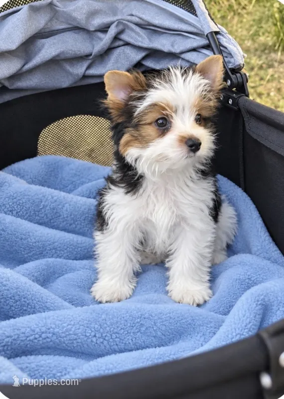 AKC  Jack – Biewer puppy for sale in Temecula, CA