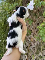 AKC Puppy- Jusmine, a female Biewer for sale in Temecula, CA – 2 of 6