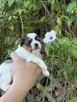 AKC Puppy - Kaly, a female Biewer for sale in Temecula, CA – 3 of 5