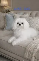 Larry, a male Maltese for sale in Temecula, CA – 6 of 6