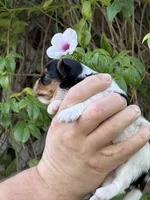 AKC Puppy - Kris, a male Biewer for sale in Temecula, CA – 2 of 4