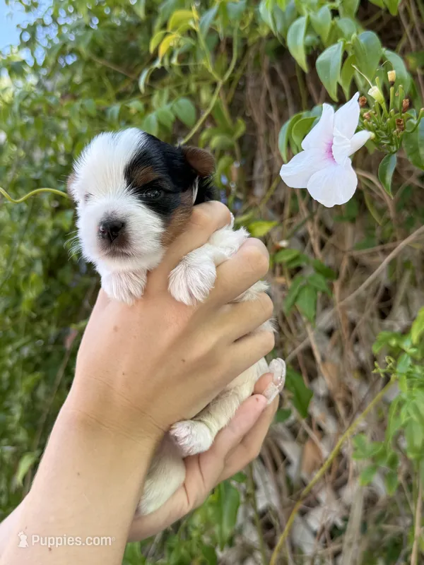 AKC Puppy- Jusmine – Biewer puppy for sale in Temecula, CA
