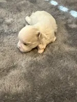 Larry, a male Maltese for sale in Temecula, CA – 2 of 6