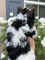 AKC  Jack, a male Biewer for sale in Temecula, CA – 4 of 5
