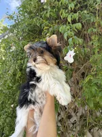 AKC Puppy- IZZY, a female Biewer for sale in Temecula, CA – 3 of 4