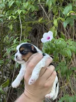 AKC Puppy - Kaly, a female Biewer for sale in Temecula, CA – 4 of 5