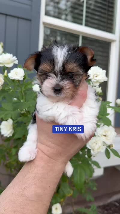 AKC Tiny Kris, a male Biewer for sale in Temecula, CA – 5 of 5