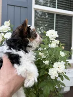 AKC  Jack, a male Biewer for sale in Temecula, CA – 1 of 5