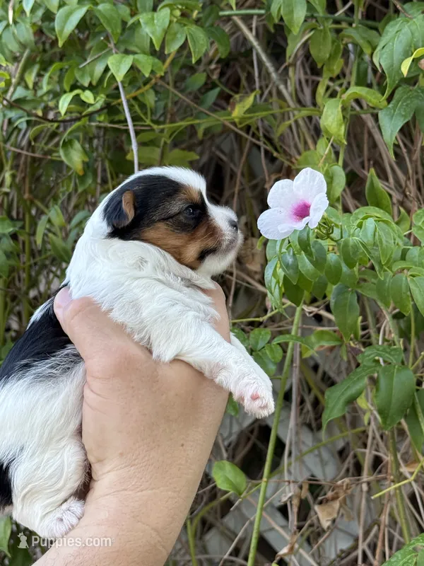 AKC Puppy - Kaly – Biewer puppy for sale in Temecula, CA