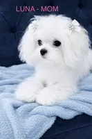 Larry, a male Maltese for sale in Temecula, CA – 5 of 6