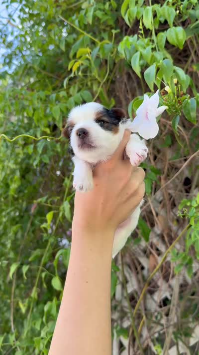 AKC Puppy- Jack, a male Biewer for sale in Temecula, CA – 6 of 6